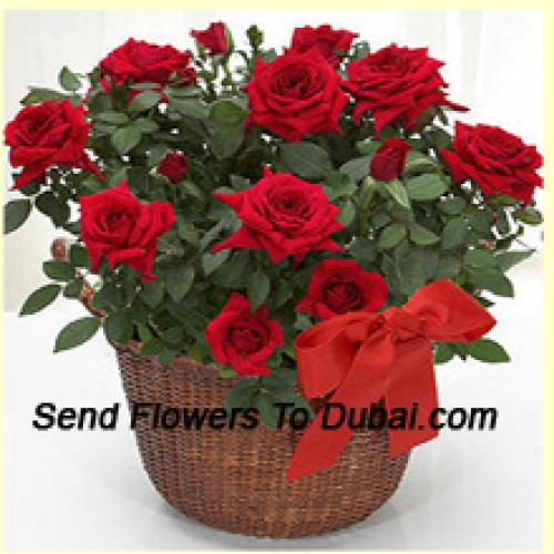 18 Graceful Red Roses